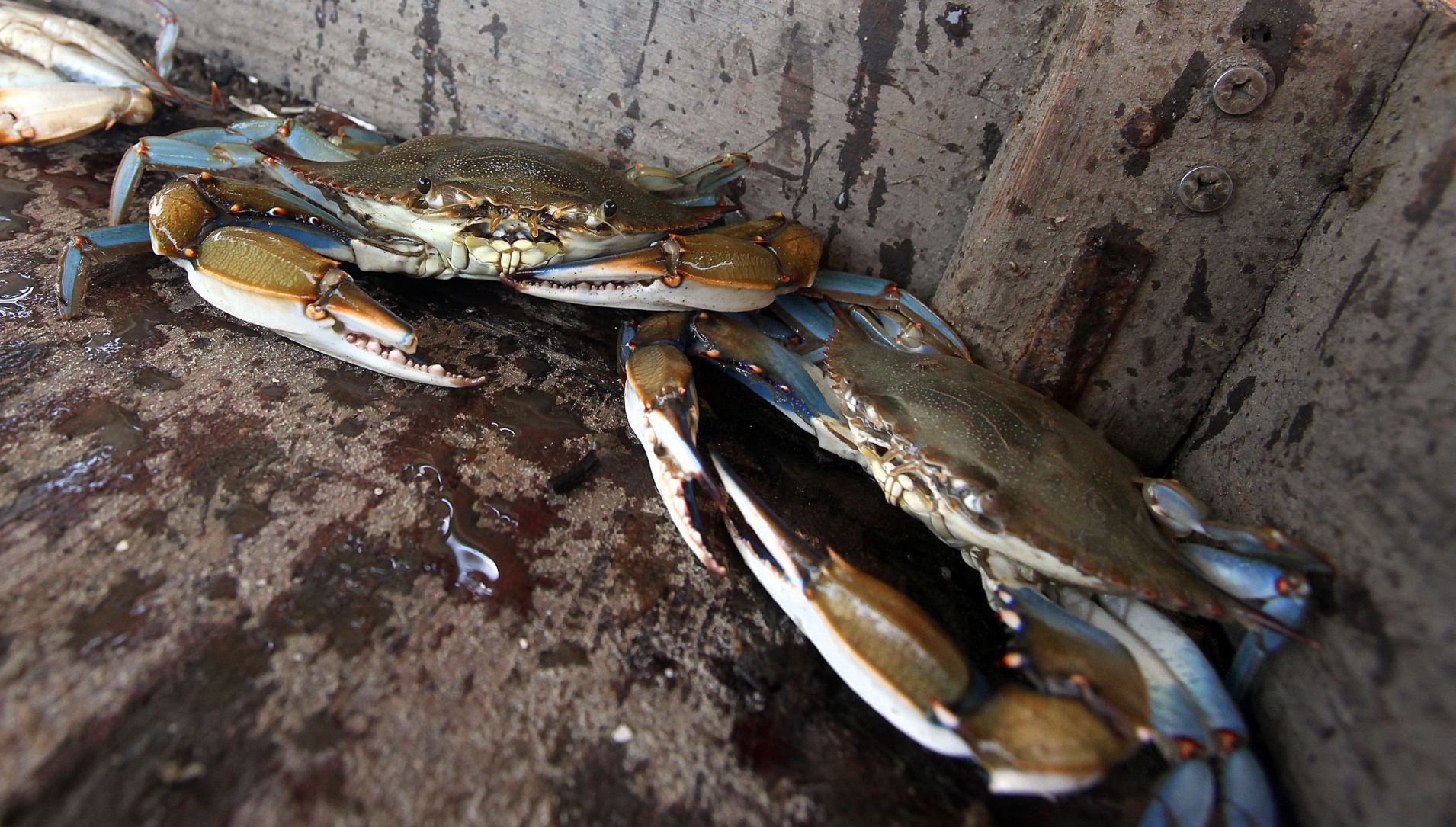 Chesapeake blue crabs need saving (copy)